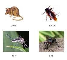 重慶滅蚊子公司